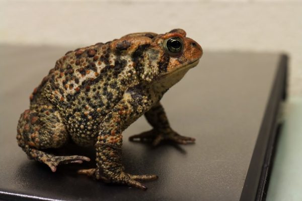 bufo alvarius toad venom for sale